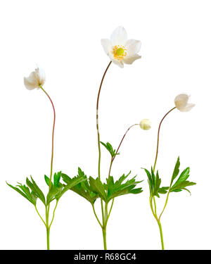 Anemone sylvestris, snowdrop anemone. Isolated on white Stock Photo