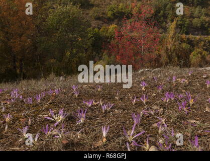 Pyrenean Merendera, Colchicum montanum, in flower in autumn in the Binies Gorge, with Montpelier Maple beyond; Spanish Pyrenees. Stock Photo