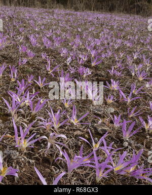 Pyrenean Merendera, Colchicum montanum, in flower in autumn in the Spanish Pyrenees. Stock Photo