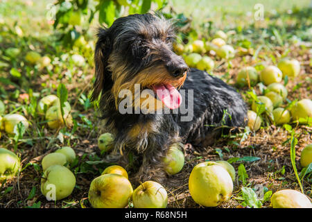 Funny dachshund dog on a walk under a tree with apples. Dog on green grass in summer park Stock Photo