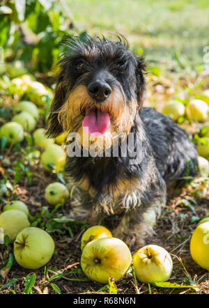 Funny dachshund dog on a walk under a tree with apples. Dog on green grass in summer park Stock Photo