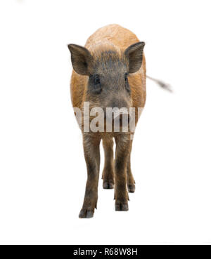 wild boar isolated on white background Stock Photo