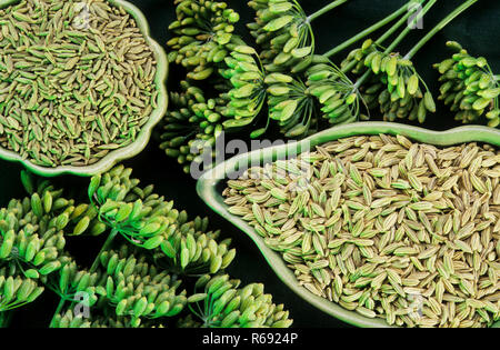 Fennel seeds, Foeniculum vulgare Stock Photo
