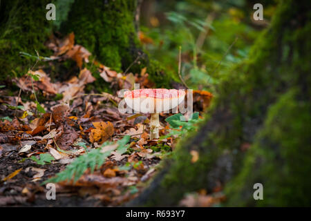Big red shining fly agaric, amanita muscaria. A toxic mushroom, in its natural environment. with water in the cap Stock Photo