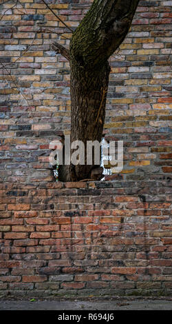Tree Grows Through The Wall Stock Photo