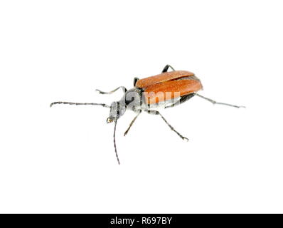 Female of the longhorn beetle Anastrangalia sanguinolenta on white background Stock Photo