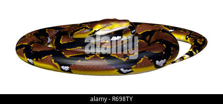 3D Rendering Reticulated Python on White Stock Photo