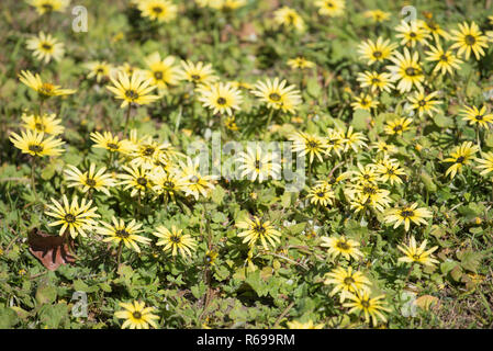 Capeweed (Arctotheca calendula) provides early spring colour growing and flowering in a lawn in Centennial Park, Sydney Australia Stock Photo
