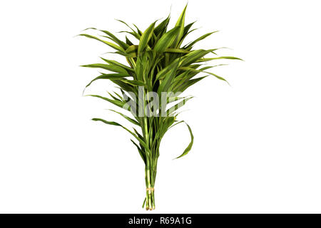 Isolated of  Ribbon dracaena, Lucky bamboo, Pandan, are tied as holding Stock Photo