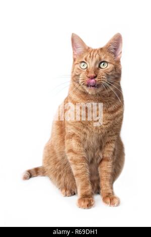 Cute ginger cat sitting and licking lips. Vertical image isolated on white background. Stock Photo