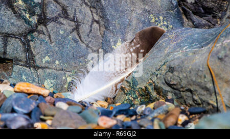 Feather  on the rocky beach Stock Photo