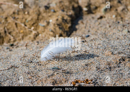 Feather  on the sand beach Stock Photo