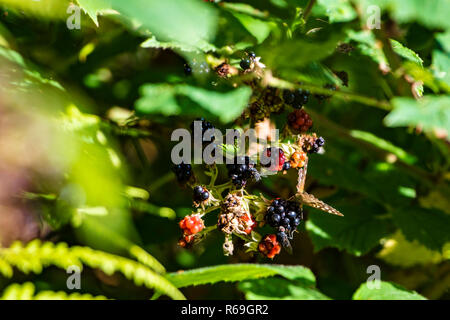 Wild blackberries on bush Stock Photo