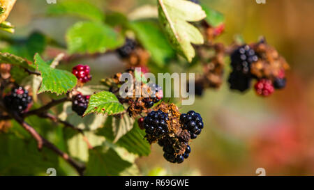 Wild blackberries on bush Stock Photo