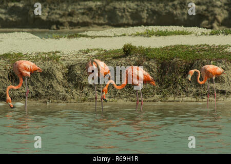 Greater Flamingo. Up to 40,000 flamingos breed at Las Coloradas between December and April, . Stock Photo
