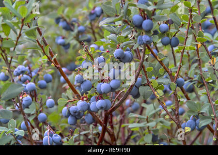Bog Bilberry, Northern Bilberry, Vaccinium uliginosum, fruits in summer Stock Photo