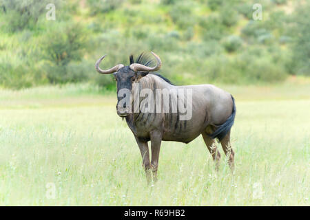 Blue Wildebeest In The Auob Valley, Kalahari, South Africa, Connochaetes Taurinus Stock Photo