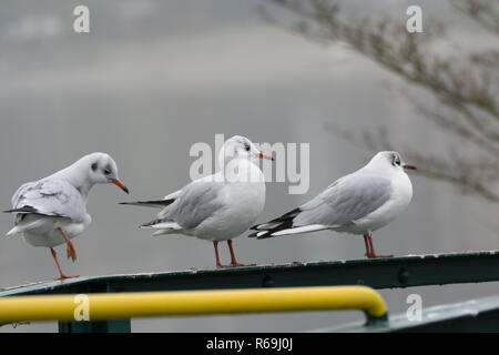 Several Gulls Sitting On A Metal Railing Stock Photo