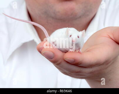 Portrait, molliger Mann, vom Kopf nur das Kinn sichtbar, ca. 25 Jahre alt, bekleidet mit weissem Hemd, haelt in seiner ausgestreckten Hand eine weisse Maus Stock Photo