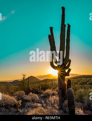 Silhouette of the giant Saguaro Cactus at sunrise or sunset in the Sonoran Desert in Saguaro National Park in Tuscon, Arizona, USA Stock Photo