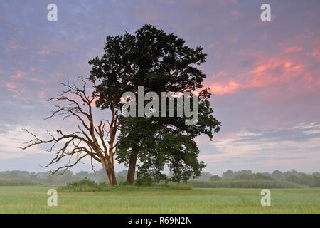 Living and dead oak next to each other in a meadow in the River Elbe Floodplains in the morning light Stock Photo