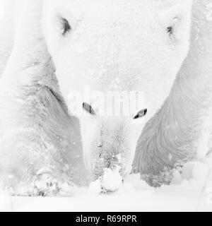 Polar bear (Ursus maritimus), male smells the snow, closeup, West Hudson Bay, Churchill, Manitoba, Canada Stock Photo