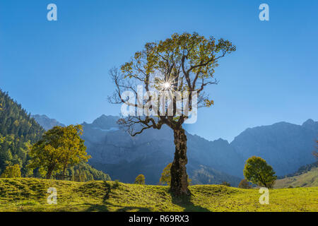 Maple trees in autumn, Ahornboden, Engtal, Vomp, Tyrol, Austria Stock Photo