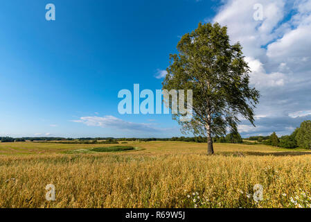 Rural summer landscape with grain fields with lonely birch, in windy weather, under a blue sky with flowing clouds. Poland, warmia and mazury. Stock Photo