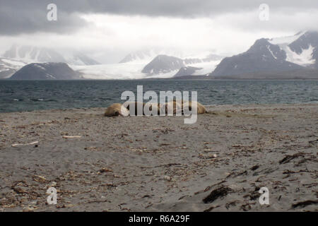 Walruses At Svalbard Coast