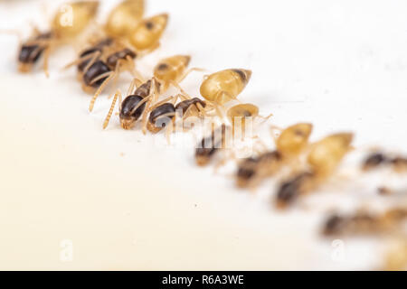 Tapinoma melanocephalum ghost ants feeding on spilt food in a kitchen in the tropics Stock Photo