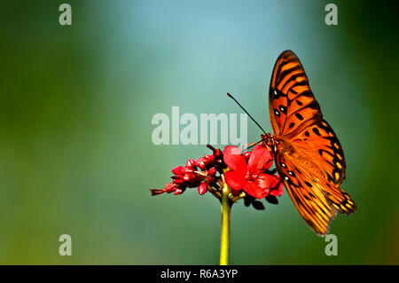An orange, white and black gulf fritillary (Agraulis vanillae) butterfly perched on a red jatropha bloom with a soft green background. Stock Photo
