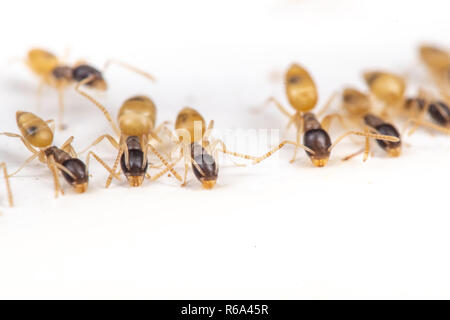 Tapinoma melanocephalum ghost ants feeding on spilt food in a kitchen in the tropics Stock Photo