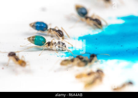 Tapinoma melanocephalum ghost ants feeding on blue dyed food as part of a science experiment Stock Photo