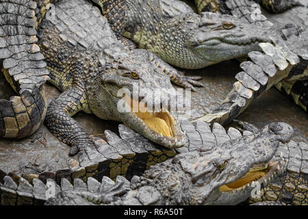 Portrait of many crocodiles at the farm in Vietnam, Asia. Stock Photo