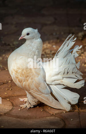 A decorative fan tail pigeon dove struts its impressive feathers. Stock Photo