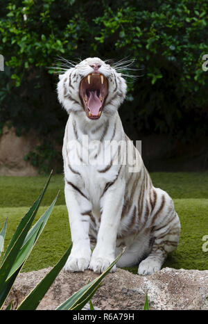 A white tiger yawns baring its teeth. The white tiger is a pigmentation variant of the Bengal tiger. Stock Photo