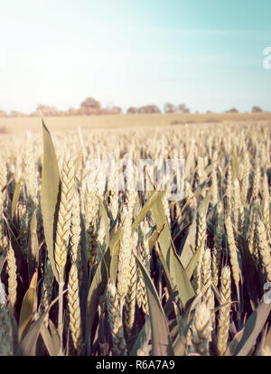 Closeup of heads of wheat in a field with sun flare and vintage color toning Stock Photo