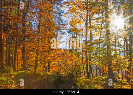 On A Walk Through The Sunlit Deciduous Forest You Can Enjoy The Autumnal Impressions And Colors Stock Photo