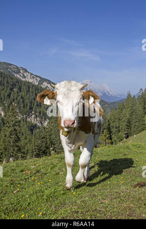 Young Cow On A Meadow Stock Photo