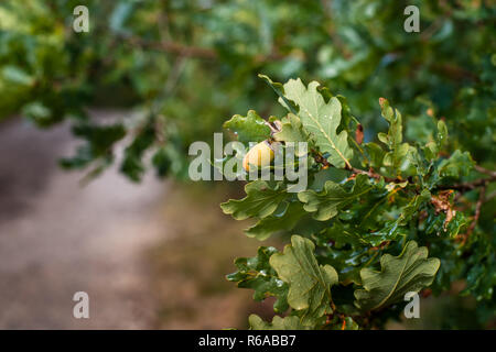Close-up view of fresh attractive acorns between leaves on oak tree, under autumn sunlight after a rain shower Stock Photo