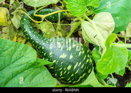 Crook necked geese calabash, bottle gourd or white-flowered gourd. Stock Photo