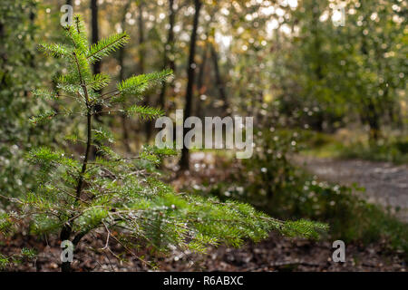 Young pine tree grows in the shadow of a large imposing tree in the dark forest. Sunlight shines round young tree while big tree its shadow over it Stock Photo
