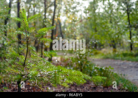 Young pine tree grows in the shadow of a large imposing tree in the dark forest. Sunlight shines round young tree while big tree its shadow over it Stock Photo
