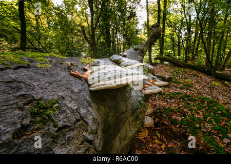 Fallen dead tree trunk in an autumn forest. Large impressive mushroom fungi take over tree stump as part of a natural decomposition process Stock Photo