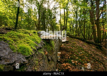 Fallen dead tree trunk in an autumn forest. Large impressive mushroom fungi take over tree stump as part of a natural decomposition process Stock Photo
