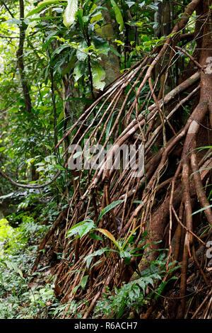 tree buttressed by roots, Madagascar rainforest Stock Photo