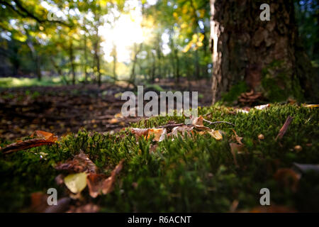 Radiant backlight shines through the trees on colored autumn leaves on fresh green moss Stock Photo