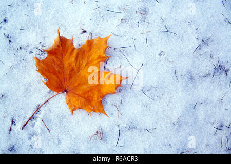 Maple leaf lies on first winter snow. Season change concept. Winter is here Stock Photo