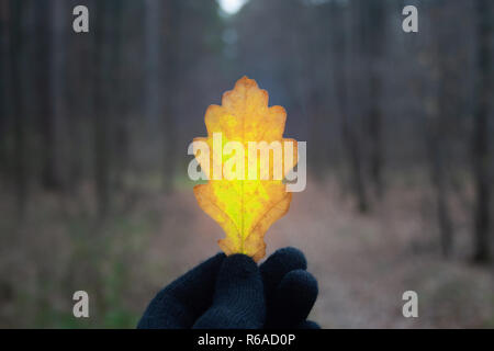 Oak leaf in man's hand in gloomily forest at november Stock Photo