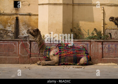 camel in jaipur india Stock Photo